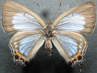 Adult, female, upperside: Emerald Hairstreak (Jalmenus daemeli)