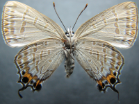 Adult, female, underside: Emerald Hairstreak (Jalmenus daemeli)