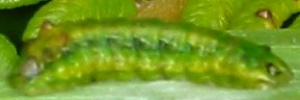 Final instar larva, side view: Emerald Hairstreak (Jalmenus daemeli)