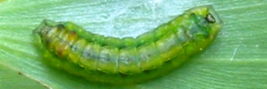 Final instar larva, top view: Emerald Hairstreak (Jalmenus daemeli)