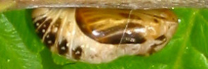 Pupa, side view: Emerald Hairstreak (Jalmenus daemeli)