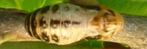 Pupa, top view: Emerald Hairstreak (Jalmenus daemeli)