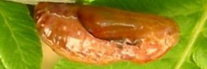 Pupa, side view: Emerald Hairstreak (Jalmenus daemeli)