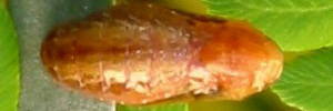 Pupa, top view: Emerald Hairstreak (Jalmenus daemeli)