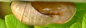 Pupa, side view: Emerald Hairstreak (Jalmenus daemeli)