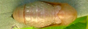 Pupa, top view: Emerald Hairstreak (Jalmenus daemeli)