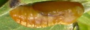 Pupa, side view: Emerald Hairstreak (Jalmenus daemeli)