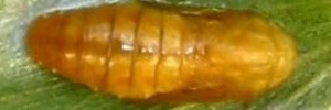 Pupa, top view: Emerald Hairstreak (Jalmenus daemeli)