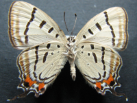 Adult, male, underside: Imperial Hairstreak (Jalmenus evagoras evagoras)