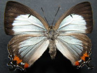 Adult, female, upperside: Imperial Hairstreak (Jalmenus evagoras evagoras)