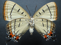 Adult, female, underside: Imperial Hairstreak (Jalmenus evagoras evagoras)
