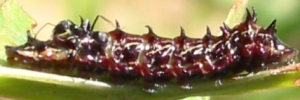 Final instar larva, side view: Imperial Hairstreak (Jalmenus evagoras evagoras)