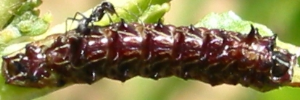 Final instar larva, top view: Imperial Hairstreak (Jalmenus evagoras evagoras)