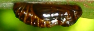 Pupa, side view: Imperial Hairstreak (Jalmenus evagoras evagoras)