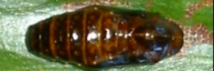 Pupa, top view: Imperial Hairstreak (Jalmenus evagoras evagoras)