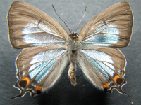 Adult, male, upperside: Macqueen's Hairstreak (Jalmenus pseudictinus)
