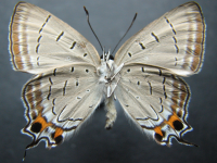 Adult, male, underside: Macqueen's Hairstreak (Jalmenus pseudictinus)