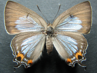 Adult, female, upperside: Macqueen's Hairstreak (Jalmenus pseudictinus)