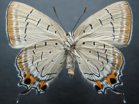 Adult, female, underside: Macqueen's Hairstreak (Jalmenus pseudictinus)