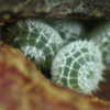 Egg, egg: Macqueen's Hairstreak (Jalmenus pseudictinus)