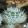 Egg, egg: Macqueen's Hairstreak (Jalmenus pseudictinus)
