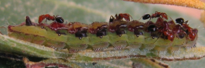 Final instar larva, side view: Macqueen's Hairstreak (Jalmenus pseudictinus)