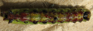 Final instar larva, top view: Macqueen's Hairstreak (Jalmenus pseudictinus)