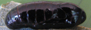 Pupa, side view: Macqueen's Hairstreak (Jalmenus pseudictinus)