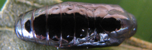 Pupa, top view: Macqueen's Hairstreak (Jalmenus pseudictinus)