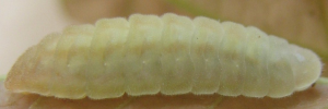 Final instar larva, side view: White-banded Cerulean (Jamides aleuas coelestis)