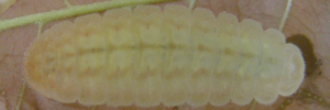 Final instar larva, top view: White-banded Cerulean (Jamides aleuas coelestis)