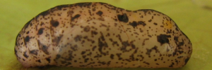 Pupa, side view: White-banded Cerulean (Jamides aleuas coelestis)