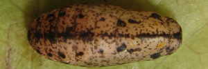 Pupa, top view: White-banded Cerulean (Jamides aleuas coelestis)