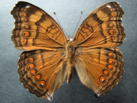 Adult, male, upperside: Chocolate Argus (Junonia hedonia zelima)