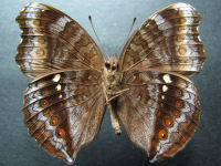 Adult, male, underside: Chocolate Argus (Junonia hedonia zelima)