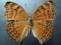 Adult, female, upperside: Chocolate Argus (Junonia hedonia zelima)