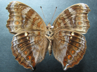 Adult, female, underside: Chocolate Argus (Junonia hedonia zelima)