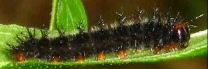 Final instar larva, side view: Chocolate Argus (Junonia hedonia zelima)