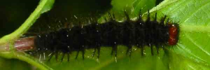 Final instar larva, top view: Chocolate Argus (Junonia hedonia zelima)