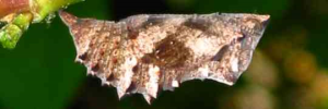 Pupa, side view: Chocolate Argus (Junonia hedonia zelima)