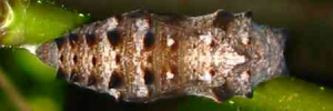 Pupa, top view: Chocolate Argus (Junonia hedonia zelima)