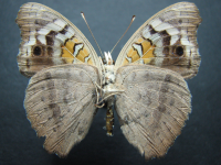 Adult, male, underside: Blue Argus (Junonia orithya albicincta)