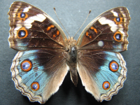 Adult, female, upperside: Blue Argus (Junonia orithya albicincta)
