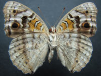 Adult, female, underside: Blue Argus (Junonia orithya albicincta)