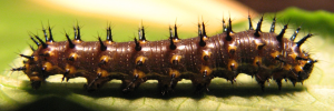 Final instar larva, side view: Blue Argus (Junonia orithya albicincta)