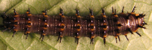 Final instar larva, top view: Blue Argus (Junonia orithya albicincta)