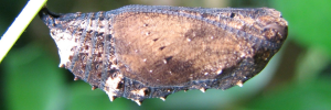 Pupa, side view: Blue Argus (Junonia orithya albicincta)
