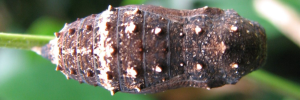 Pupa, top view: Blue Argus (Junonia orithya albicincta)
