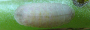 Final instar larva, top view: Long-tailed Pea-blue (Lampides boeticus)