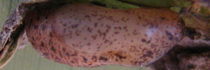 Pupa, side view: Long-tailed Pea-blue (Lampides boeticus)
